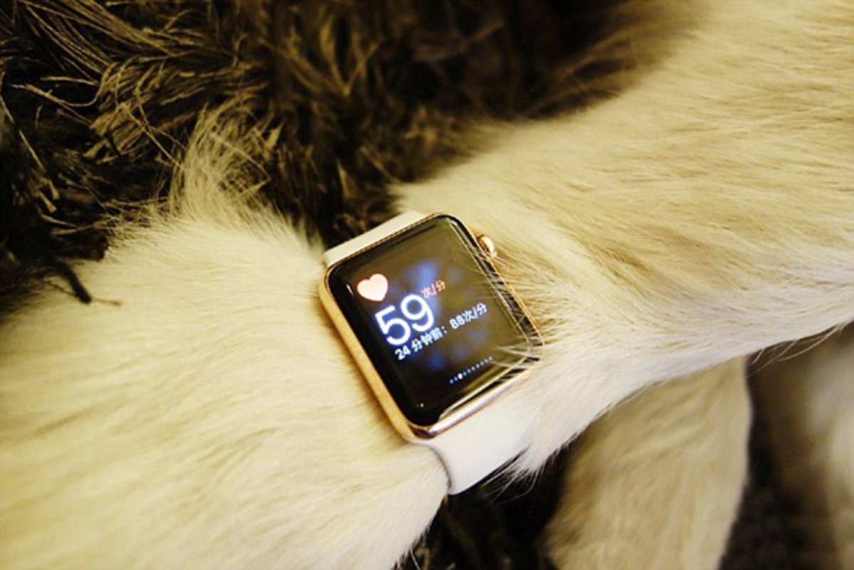 Husky wears two Apple Watches