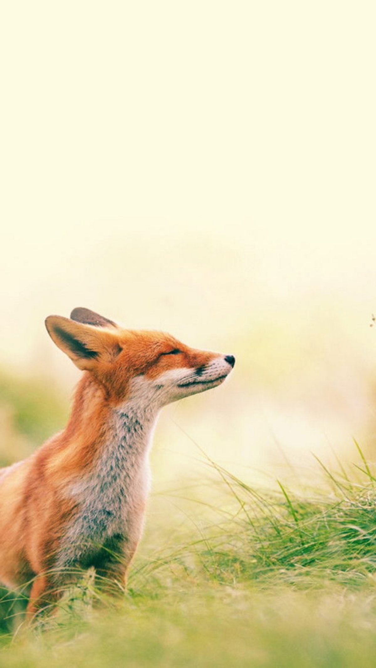 10 bonitos fondos de pantalla de animales para tu iPhone