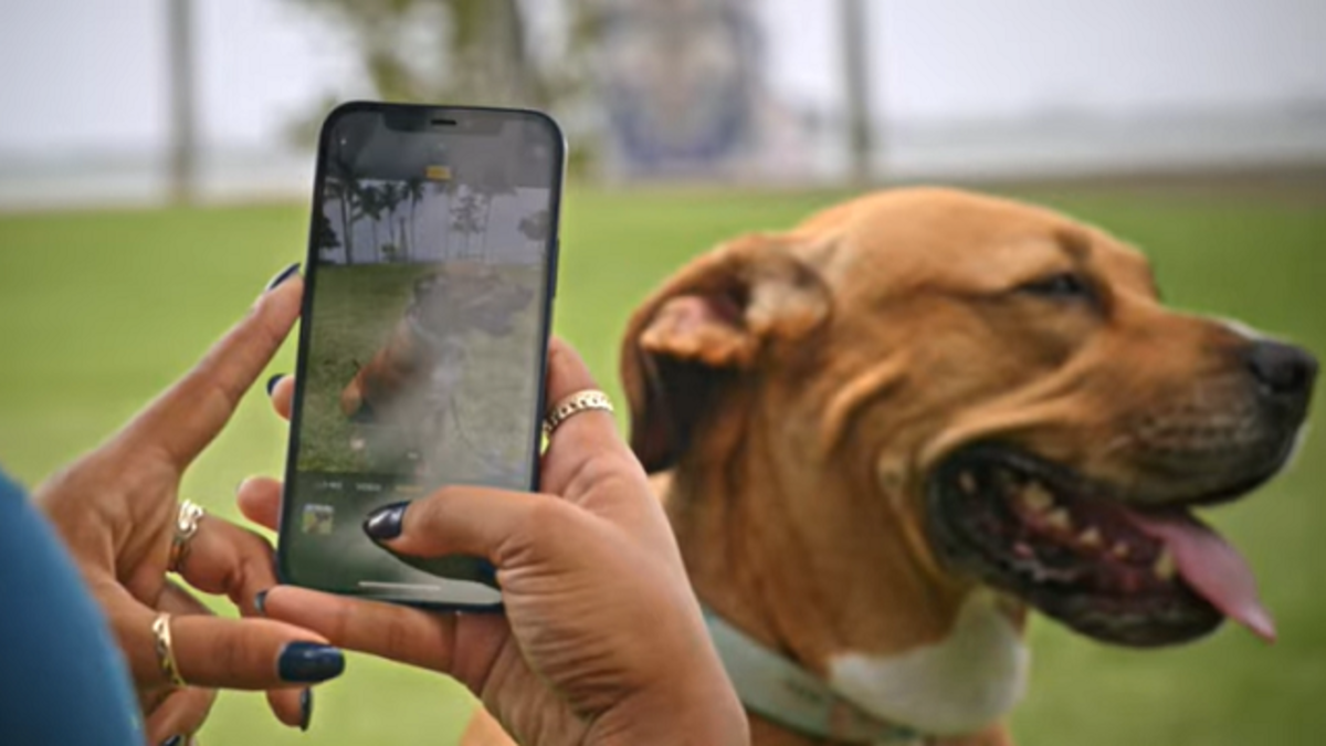 iPhone frente a un perro para hacer una foto
