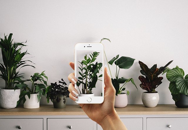 aplikasi mengidentifikasi tanaman dan bunga di iphone