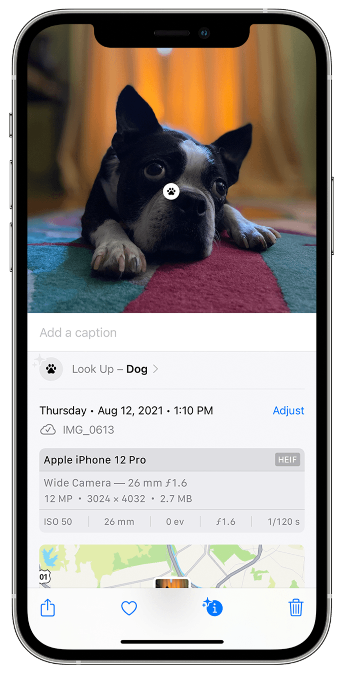 La app Fotos identificando a un perro