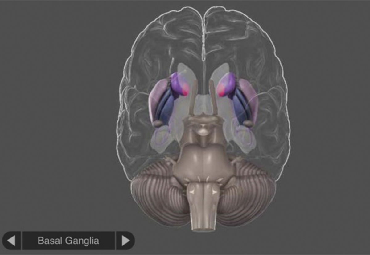 3D brain: images and structures of the human brain