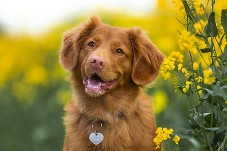 Lanzan el primer "AirTag" pensado para mascotas