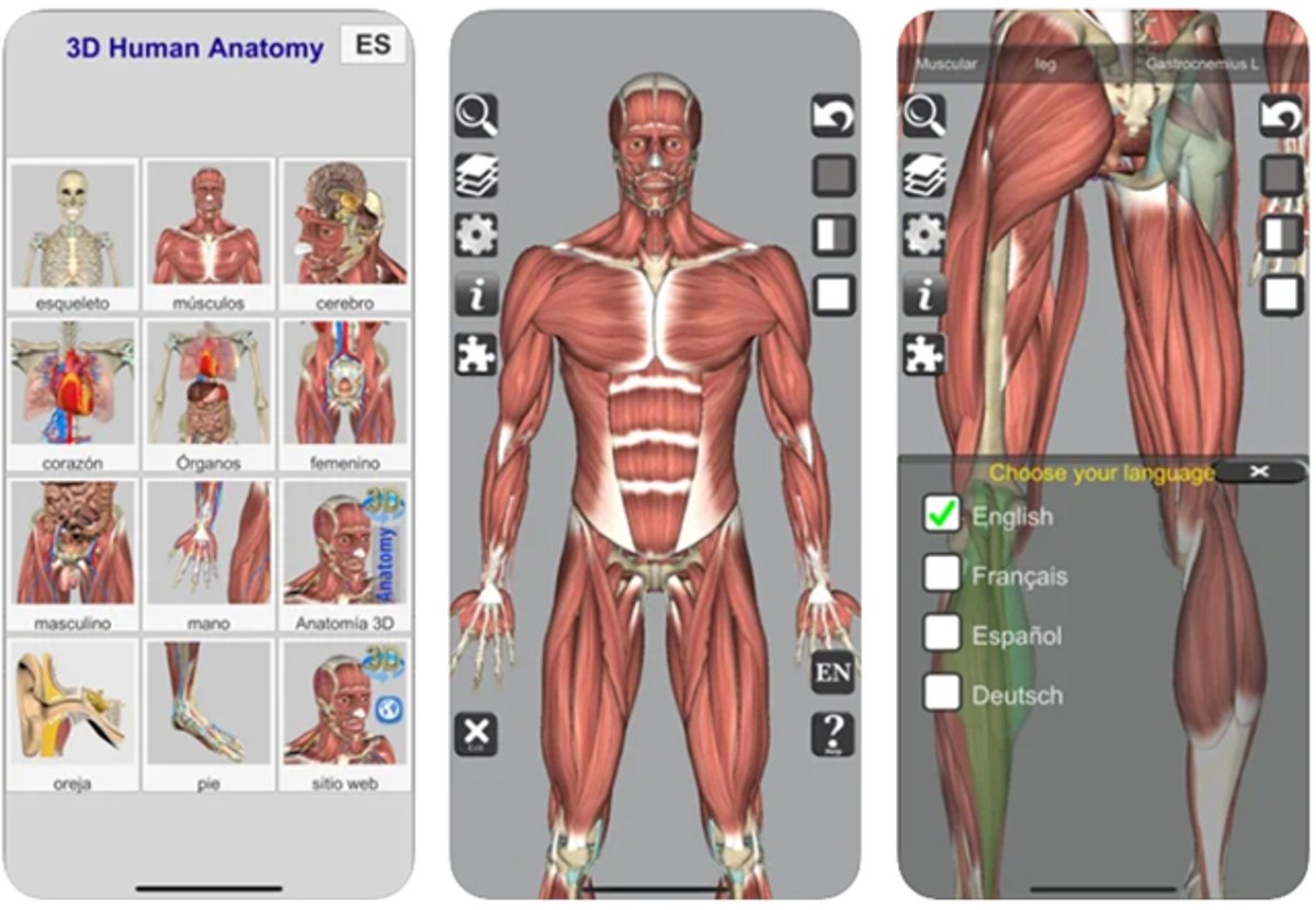 3D anatomy learning: anatomy with 3D design