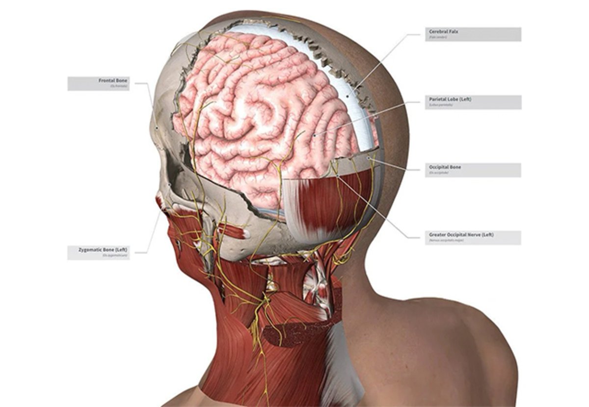 Complete Anatomy 2021: salah satu aplikasi terbaik untuk belajar anatomi