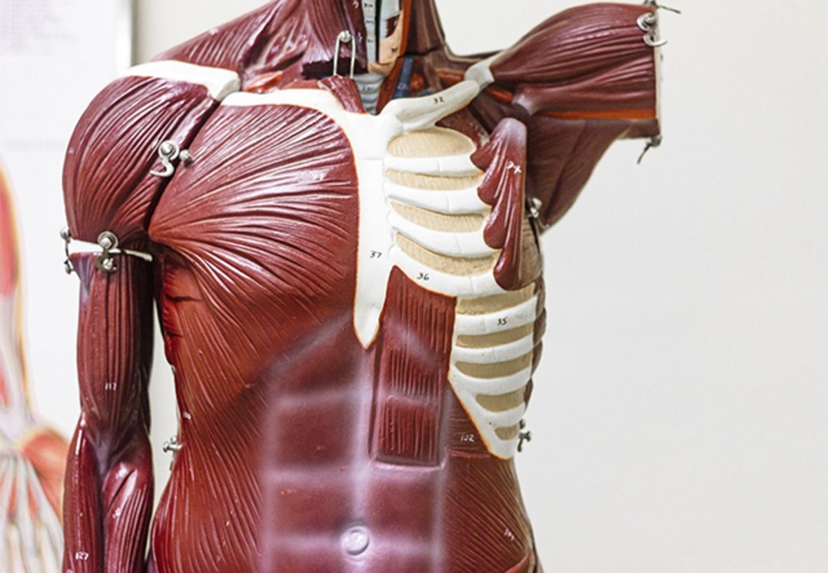 Aplikasi terbaik untuk belajar anatomi dari iPhone