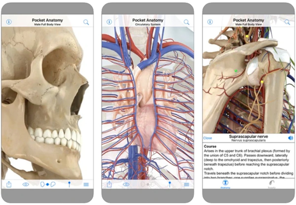 Pocket anatomy: guides for learning anatomy