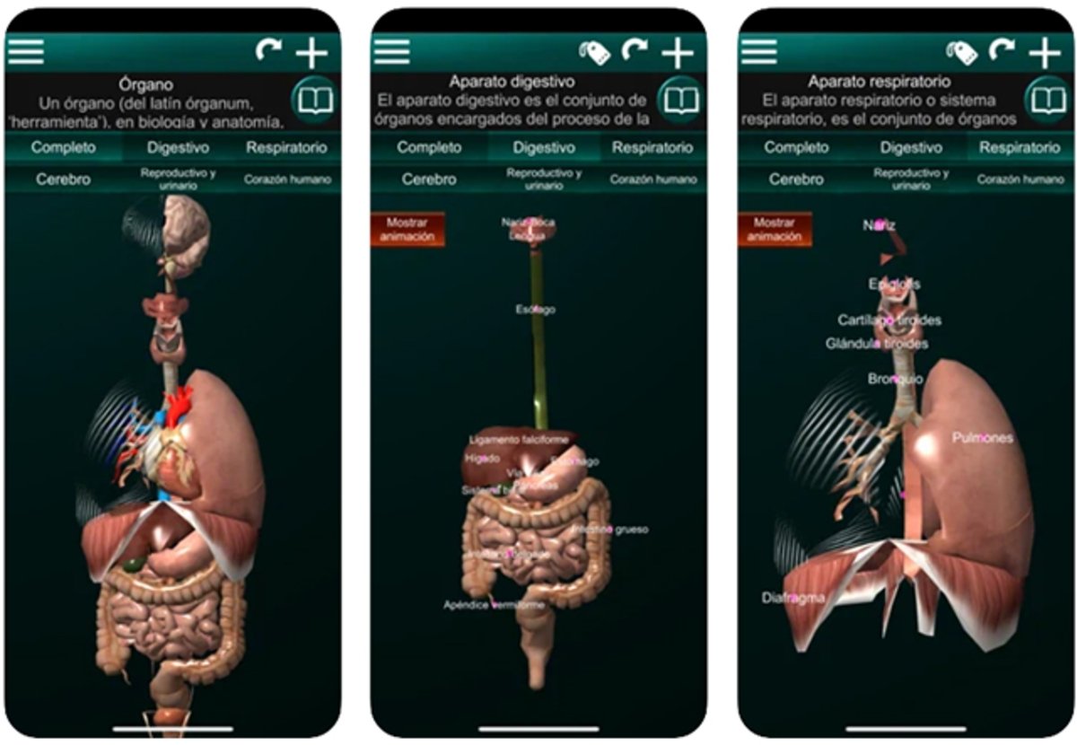 organos 3D (anatomia): órganos internos del cuerpo