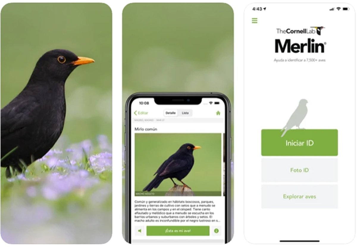 Mejores apps para identificar aves desde iPhone