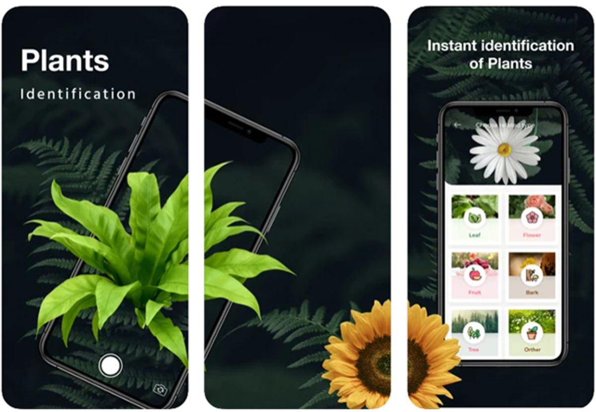 Идентифицировать растение. Snap of Plants