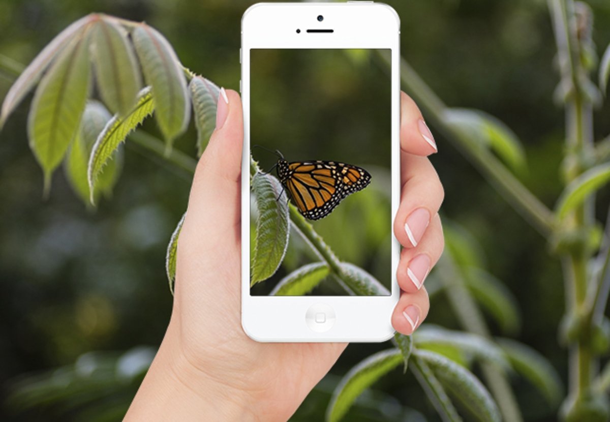 aplikasi mengidentifikasi serangga dari iphone