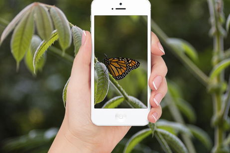Mejores apps para identificar insectos desde iPhone Mejores apps para identificar insectos desde iPhone