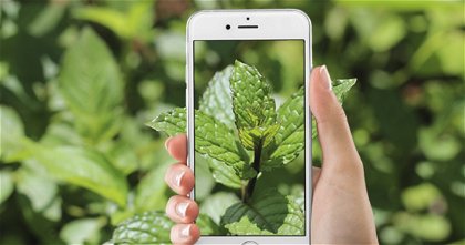 Mejores apps para identificar plantas medicinales desde iPhone