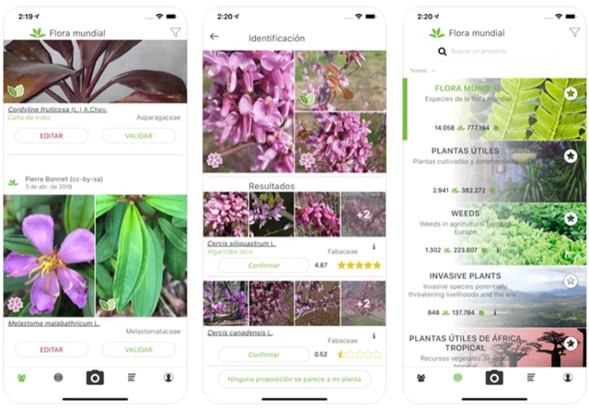 PlantNet: Imágenes e información de las plantas de Silivri