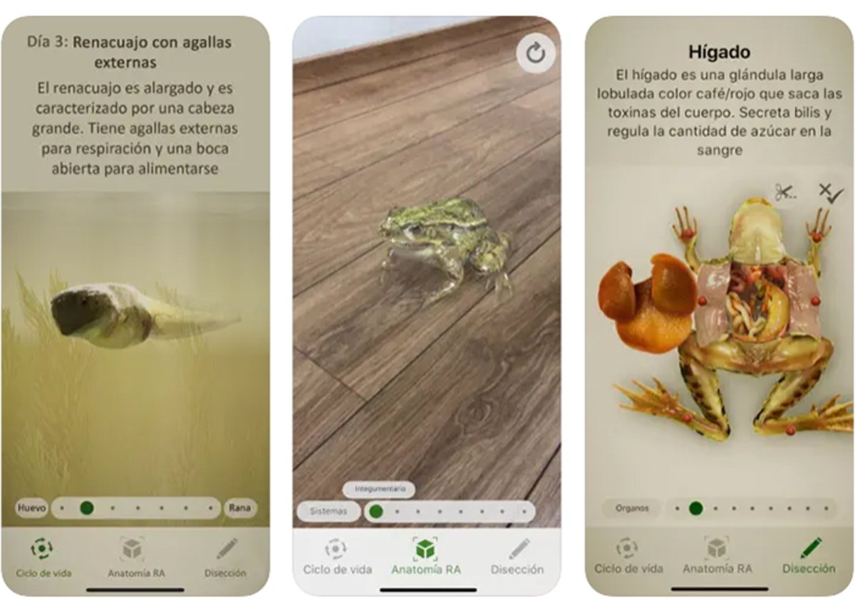 Froggipedia: estudia y analiza la anatomía de una rana en 3D