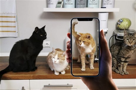 7 aplicaciones de identificación de razas de gatos disponibles para iPhone