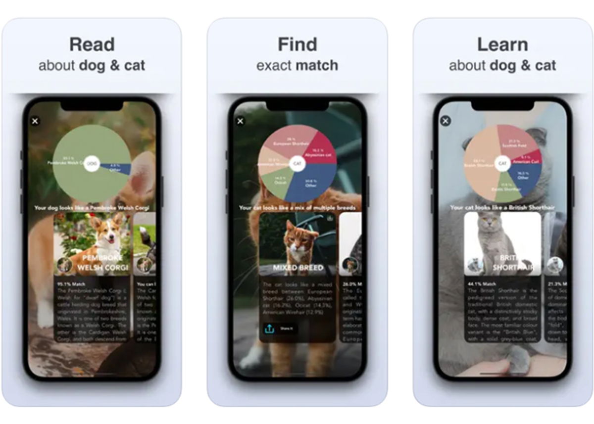 7 Cat Breed Identification Apps Available For IPhone GEARRICE