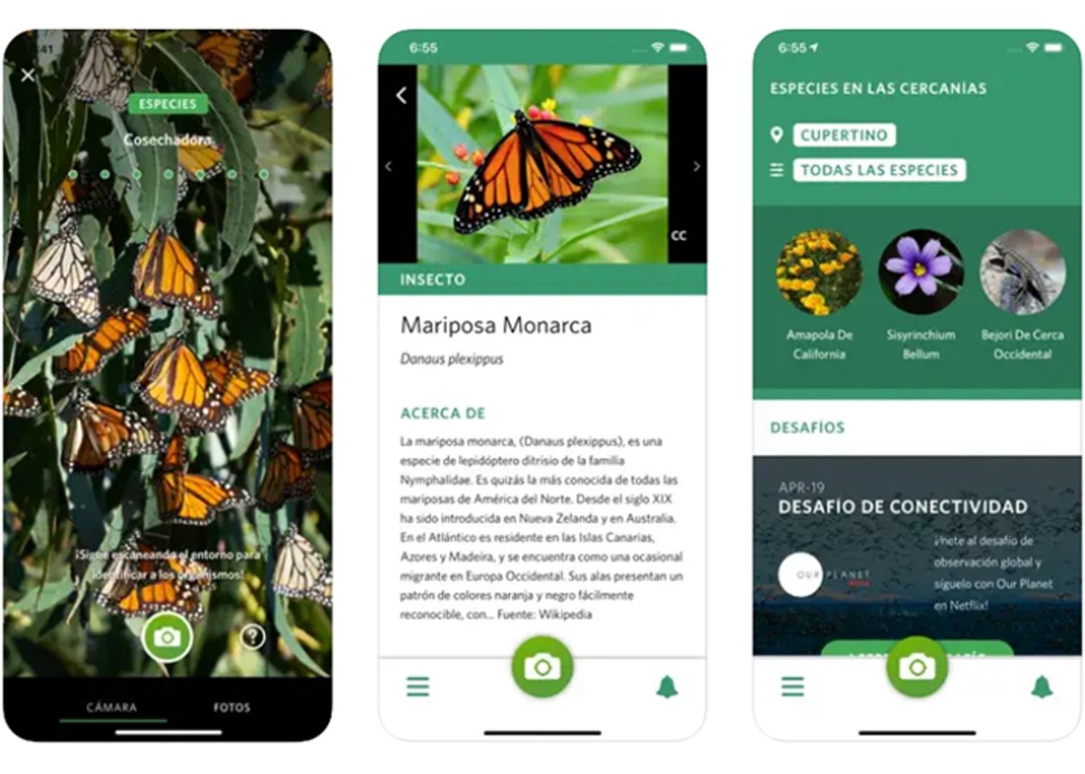 Seek by iNaturalist: insectos y plantas