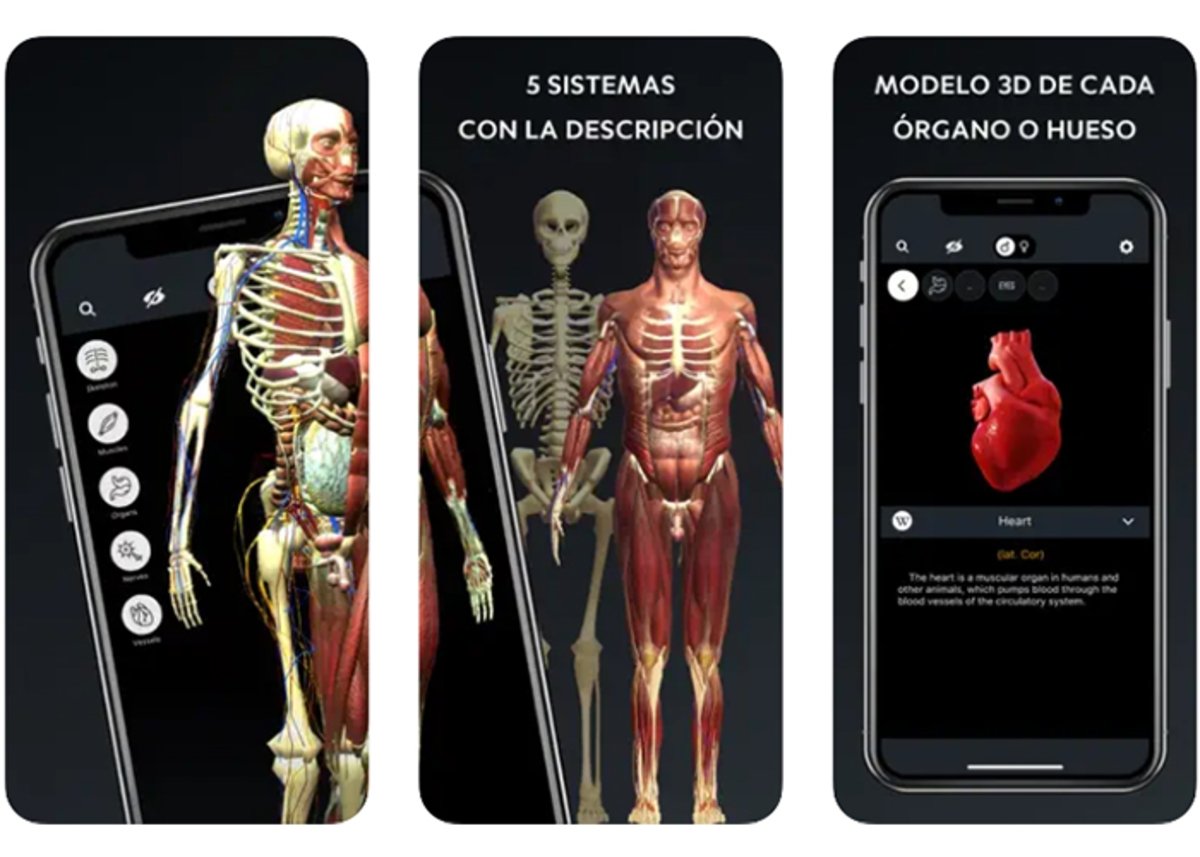 Cuerpo Humano: modelo 3D de cada órgano o hueso
