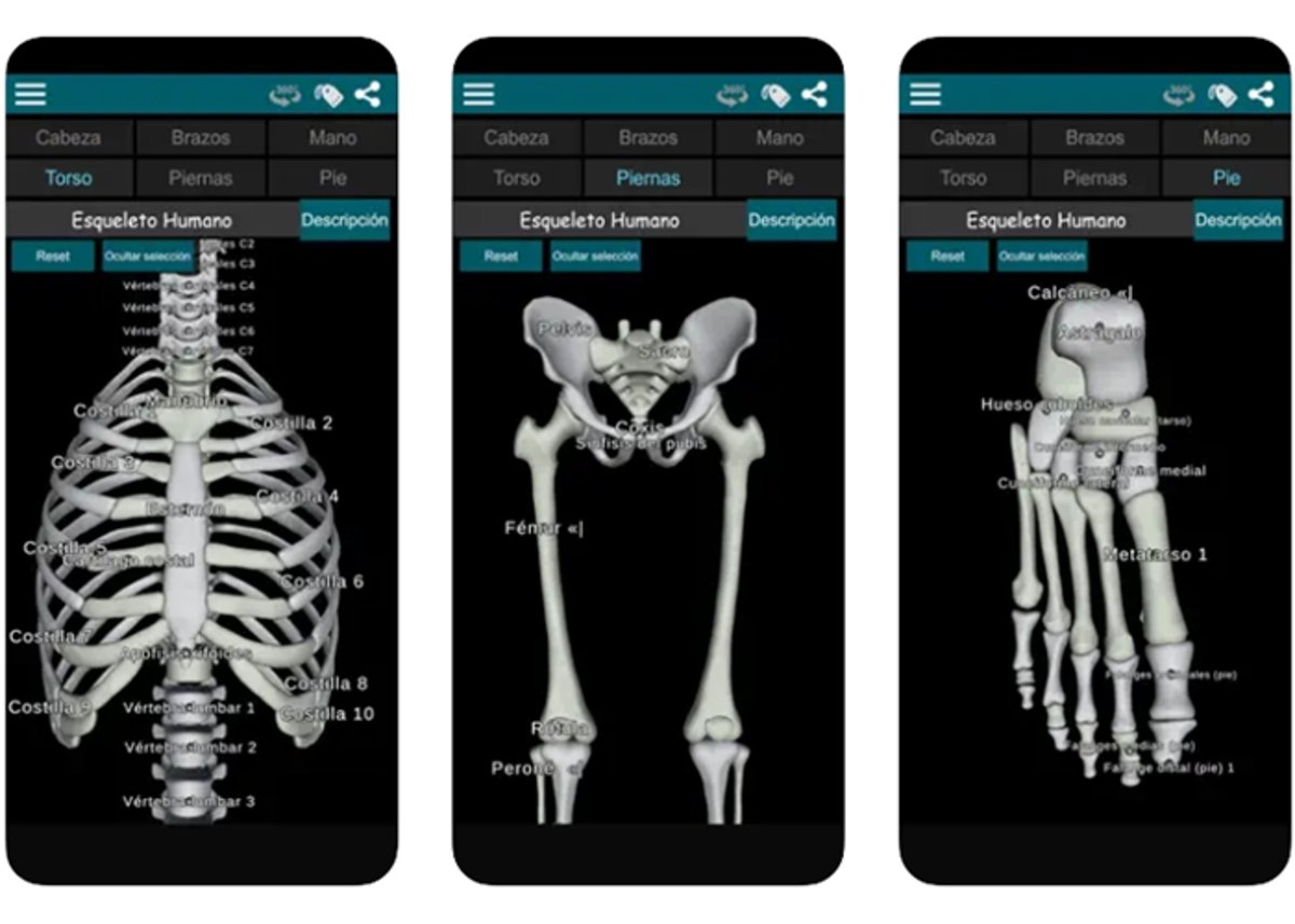 Conoce los huesos del cuerpo humano en 3D