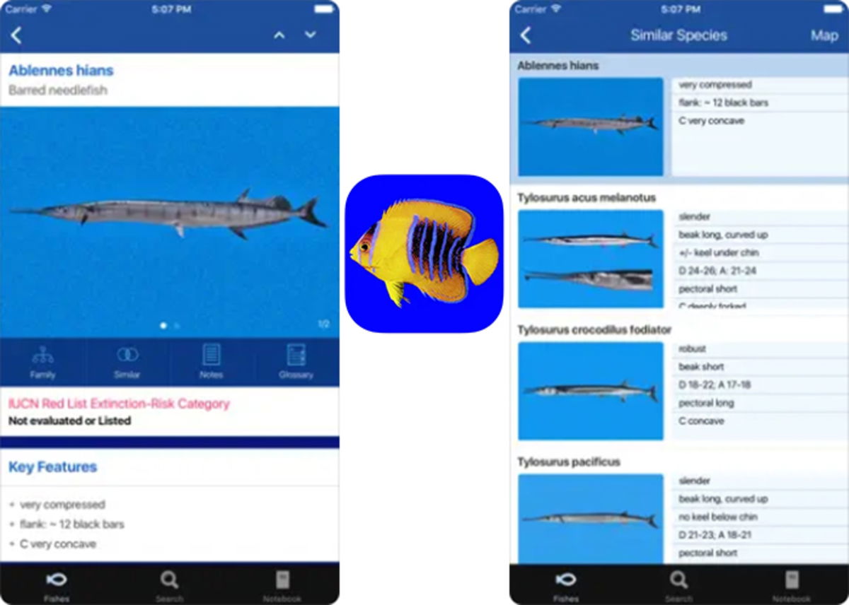 Best apps to identify fish and marine creatures from iPhone Gearrice