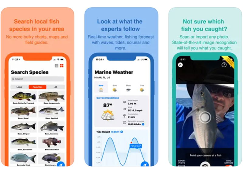 Best apps to identify fish and marine creatures from iPhone Gearrice