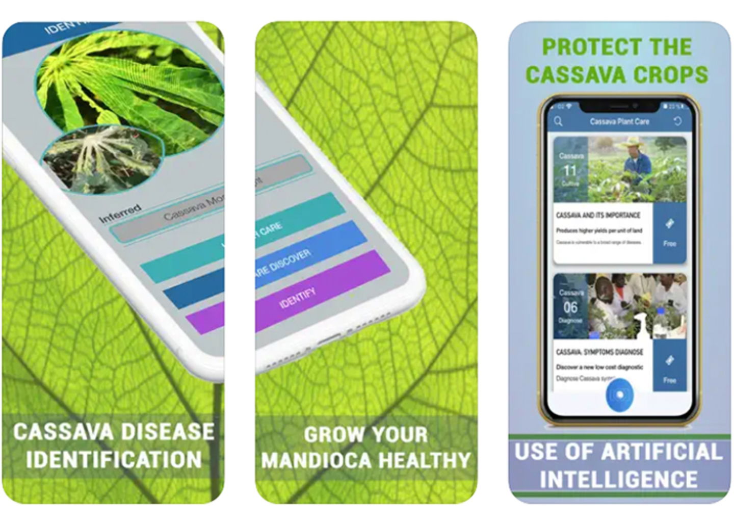 Yuca Identificar Su Enfermedad: protege y cuida tus yucas de manera experta