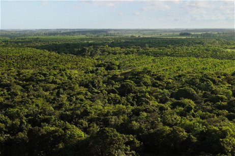 El Fondo de Reforestación de Apple muestra sus progresos en el Bosque Atlántico de América del Sur