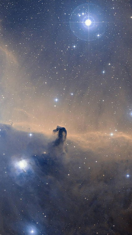 Horse's head