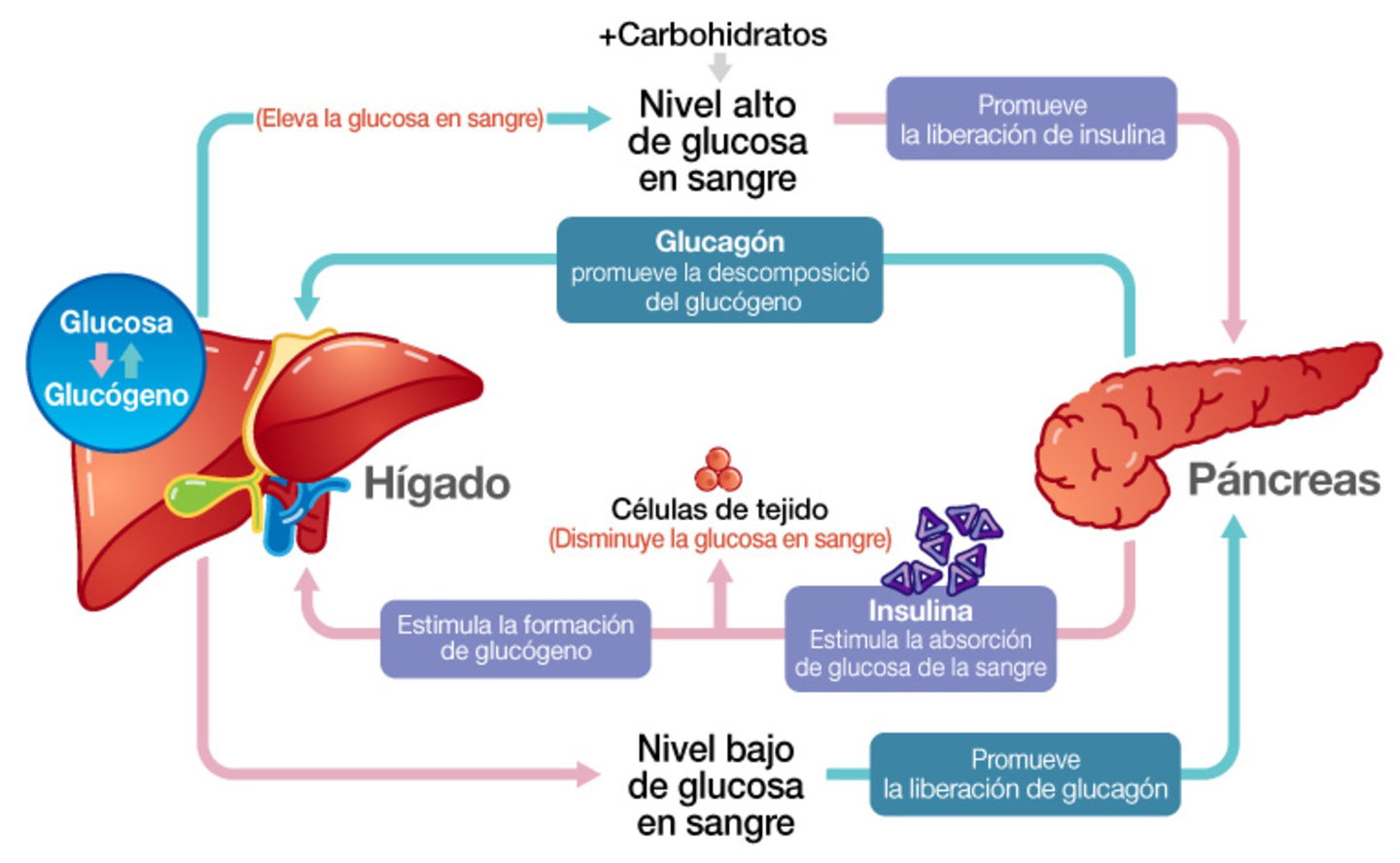 Glucosa