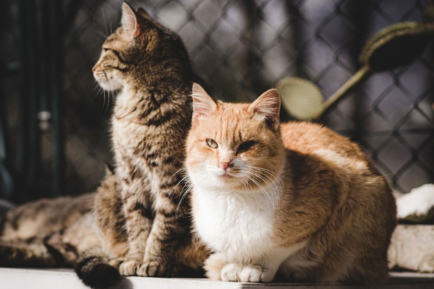 Mejores fotos a mascotas