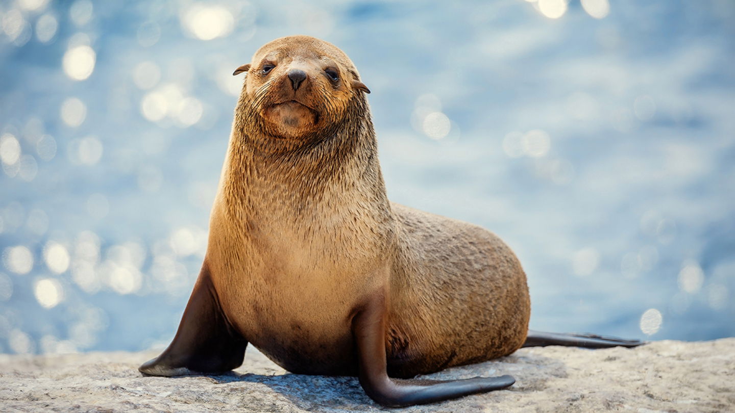 Imagen de una foca