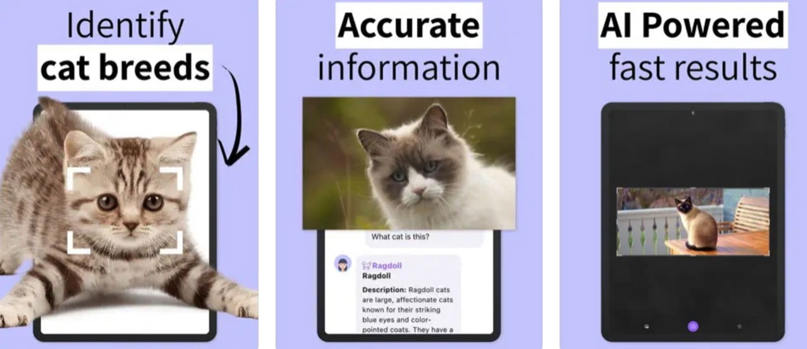 Cat Identifier con IA