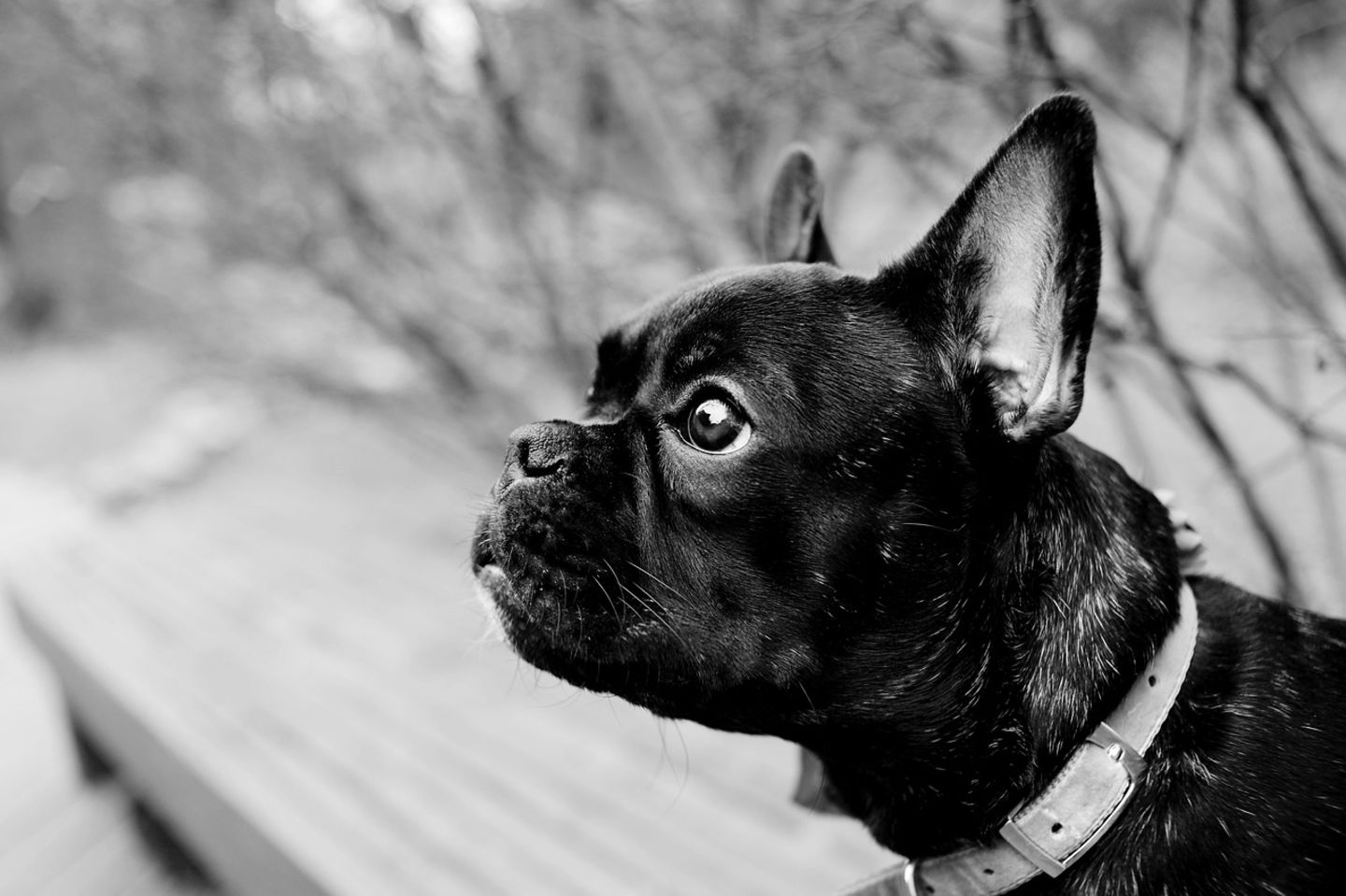 Pet Applications and Dogs