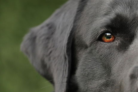 Esta nueva app es perfecta para cuidar a tu mascota y controlar su salud