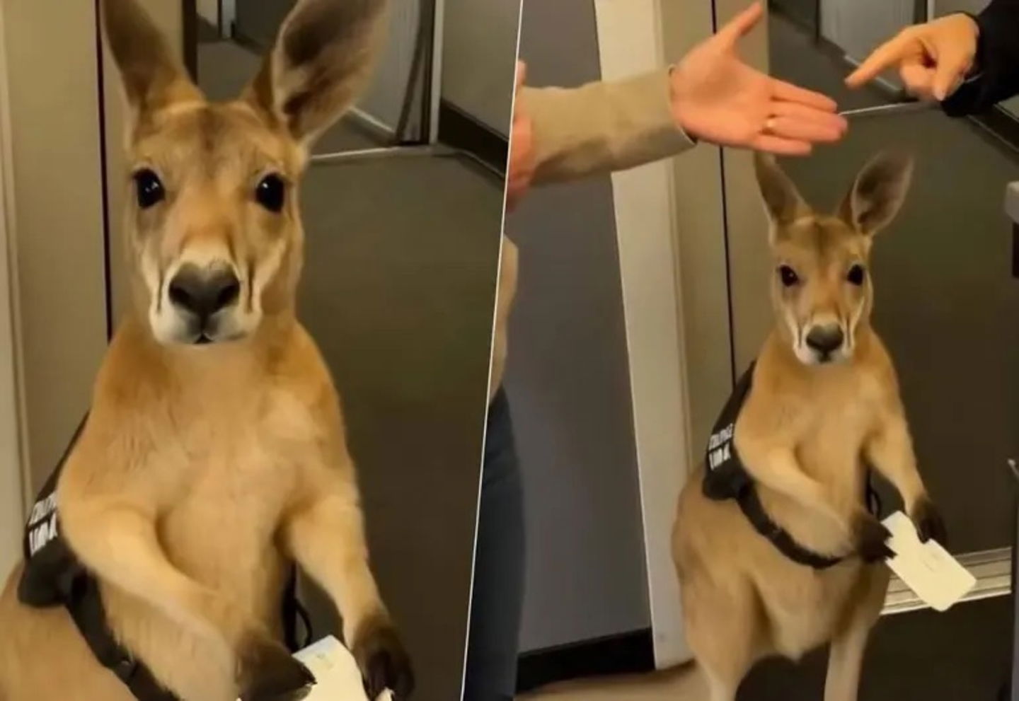 Canguro abordando un avión